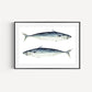 Atlantic Mackerel Fine Art Print