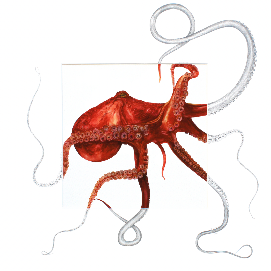 red octopus with sketched mount