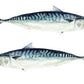 Two mackerel with white back ground