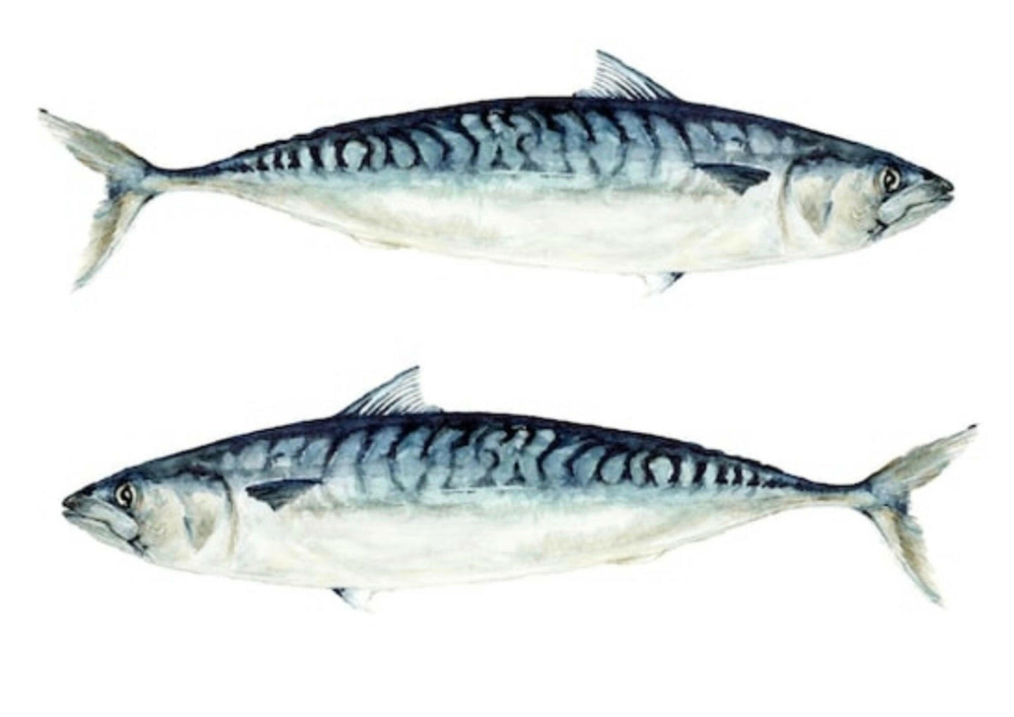 Two mackerel with white back ground