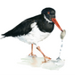 Oyster Catcher Fine Art Print