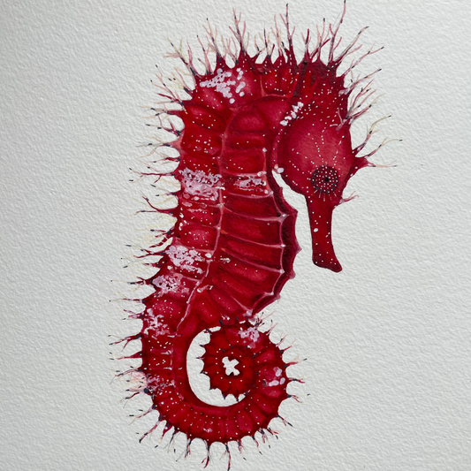 Seahorse Serenade