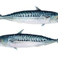 Image of two iridescent mackerels on a white background