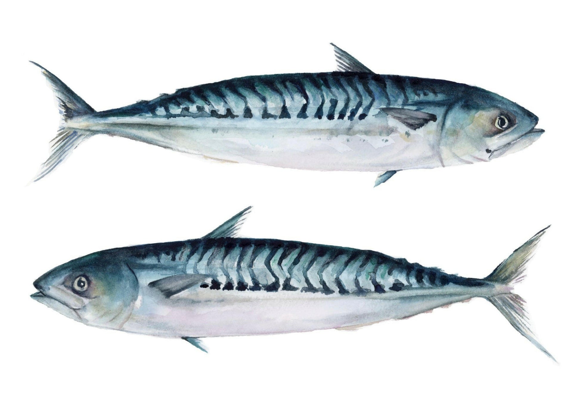 Image of two iridescent mackerels on a white background