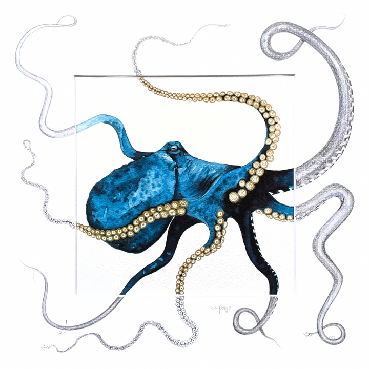 Hyacintho Polypus Fine Art Print with Sketched Mount