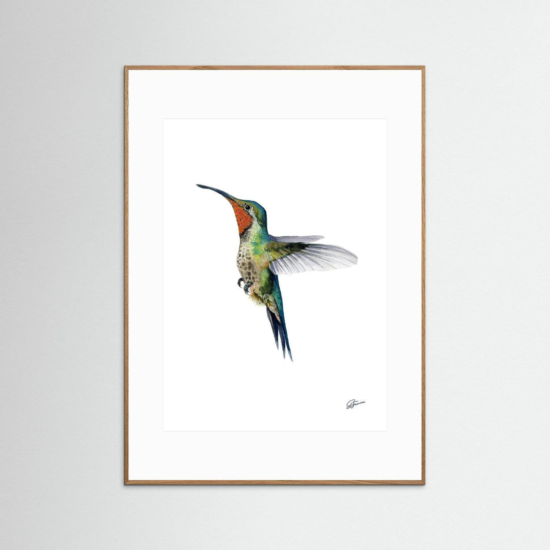 Hummingbird's Dance | Fine Art Print