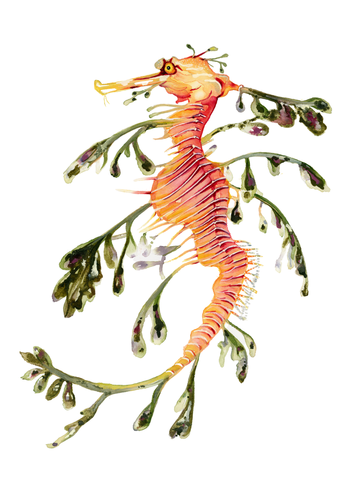 Leafy Seadragon Fine Art Print | Premium Collection
