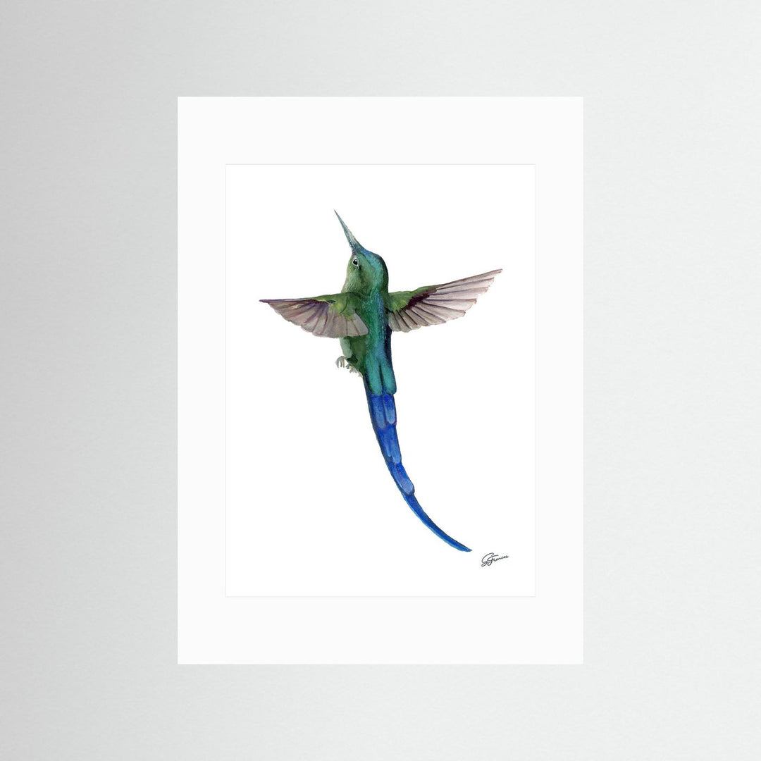 Sylphic Radiance Hummingbird | Fine Art Print