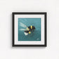 Bumblebee in Flight Fine Art Print | Premium Collection