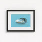 Mussel in Oil Fine Art Print | Premium Collection