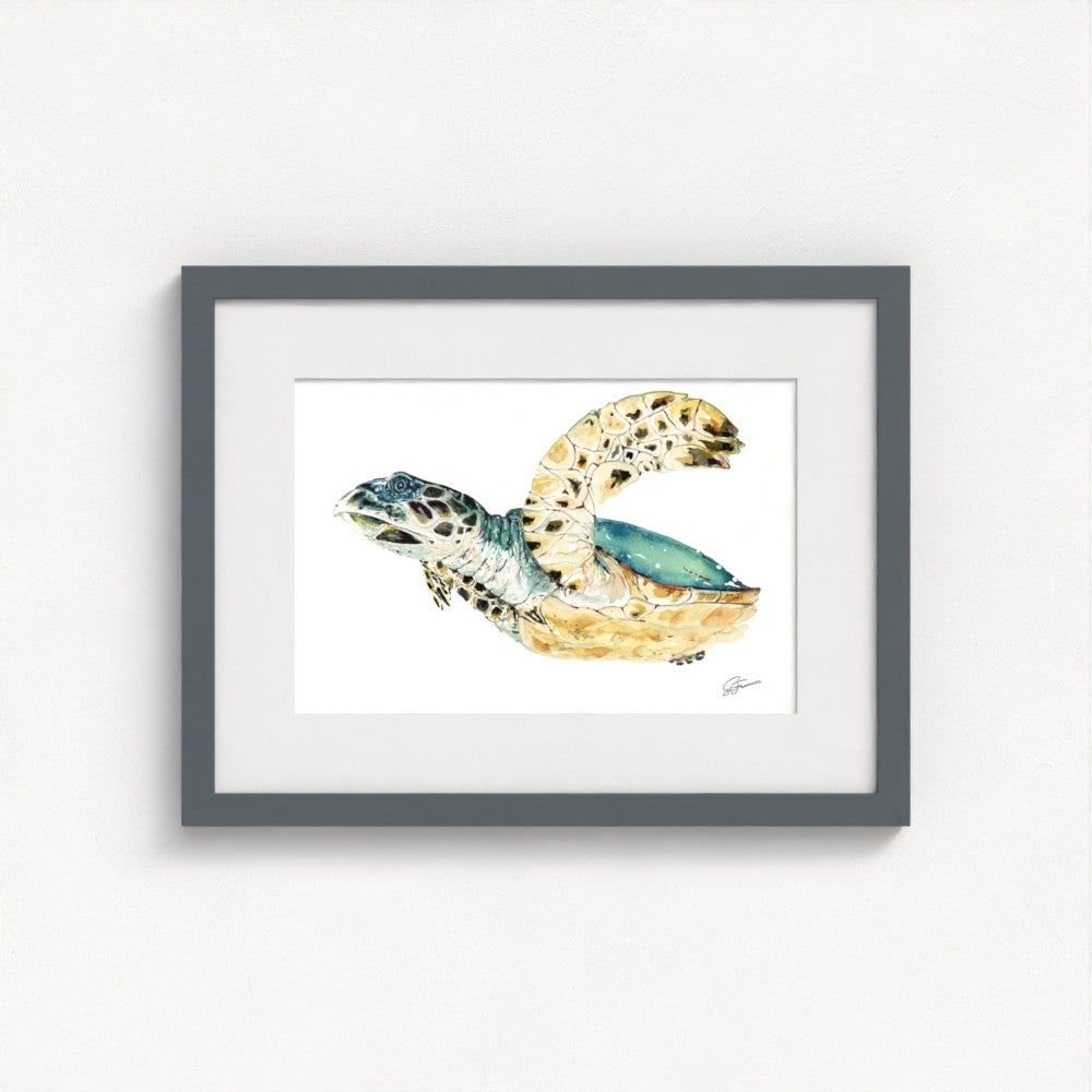 Hawksbill Sea Turtle Fine Art Print | Premium Collection