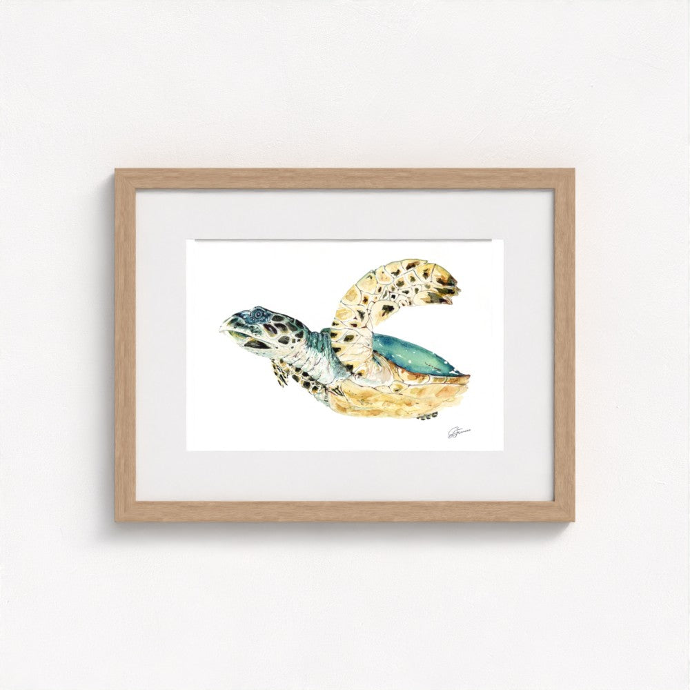 Hawksbill Sea Turtle Fine Art Print | Premium Collection