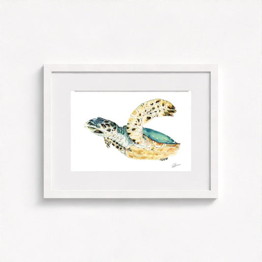 Hawksbill Sea Turtle Fine Art Print | Premium Collection