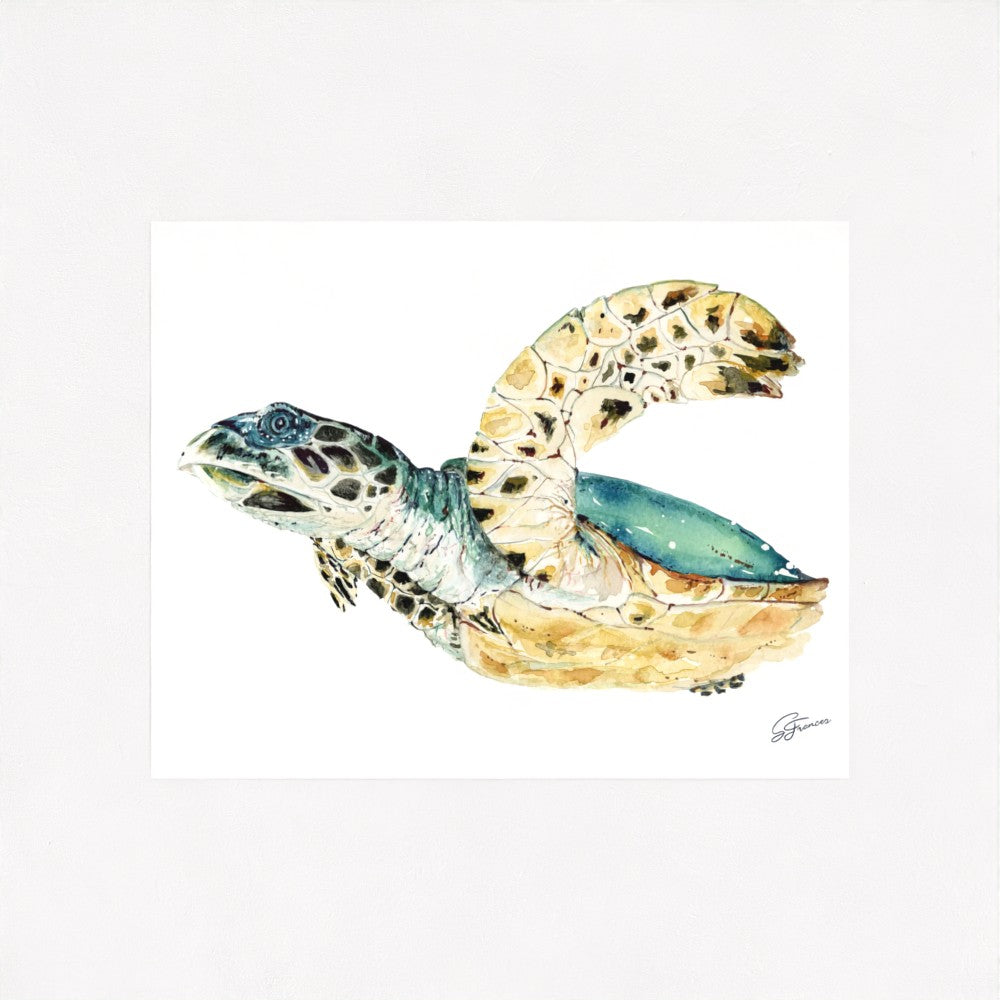 Hawksbill Sea Turtle Fine Art Print | Premium Collection