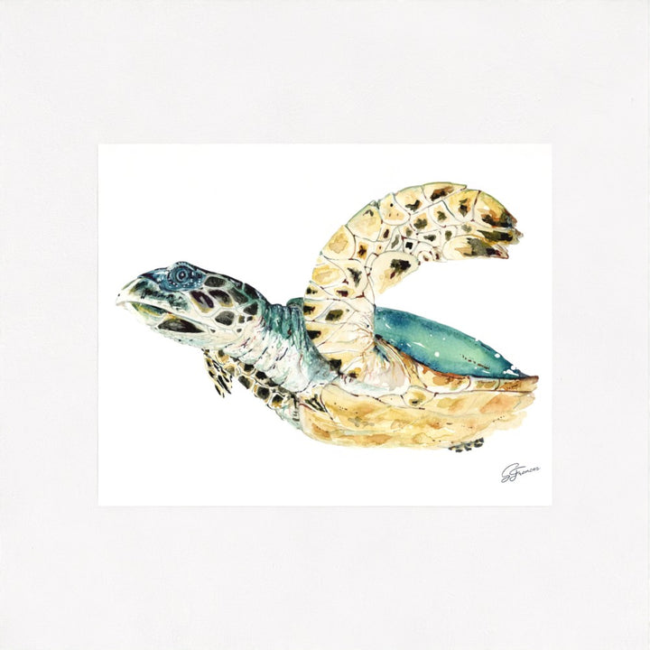 Hawksbill Sea Turtle Fine Art Print | Premium Collection