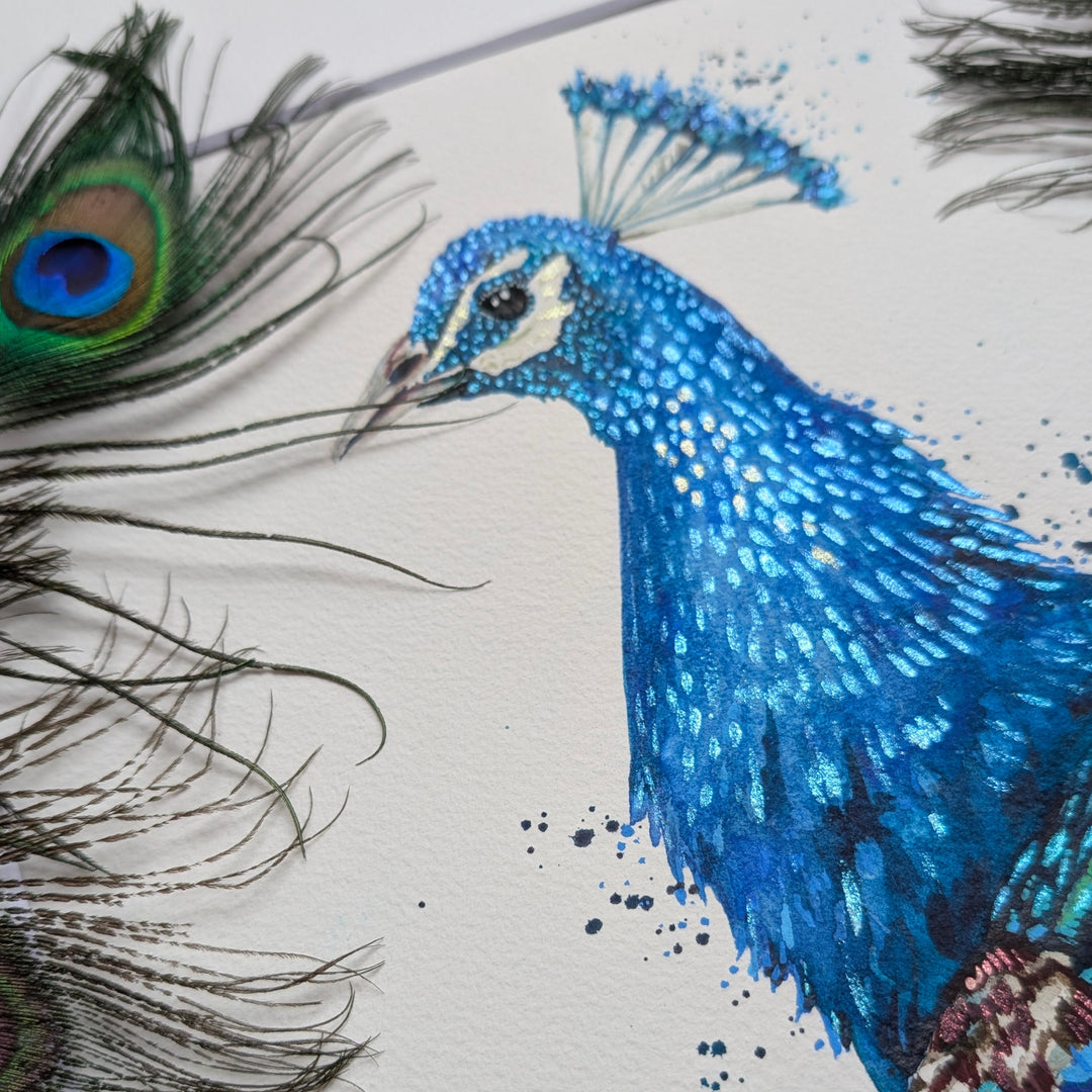 Close-up of a blue peacock with detailed feathers on a white background