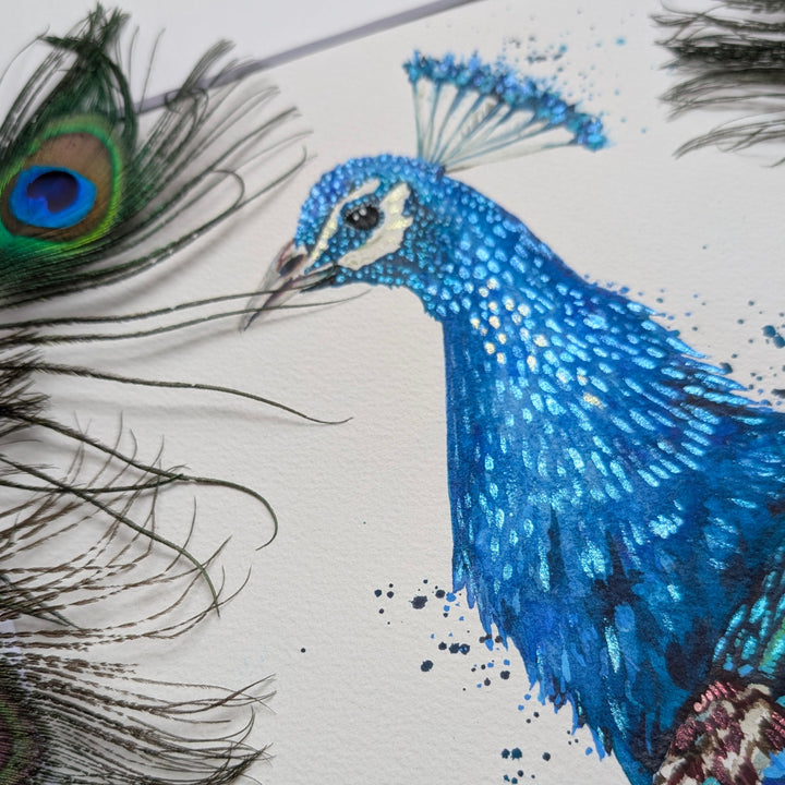 Close-up of a blue peacock with detailed feathers on a white background