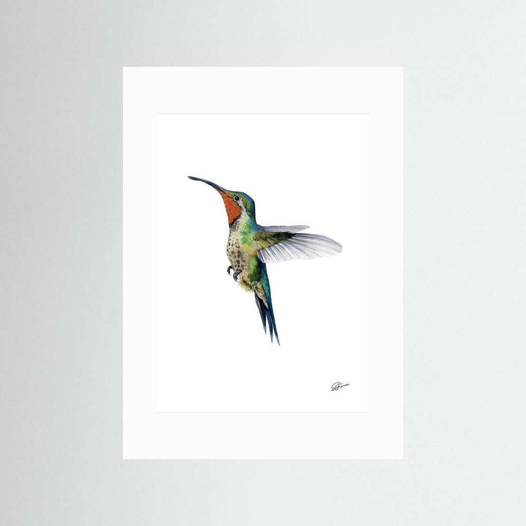 Hummingbird's Dance | Fine Art Print