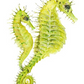 Spiny Seahorse Fine Art Print
