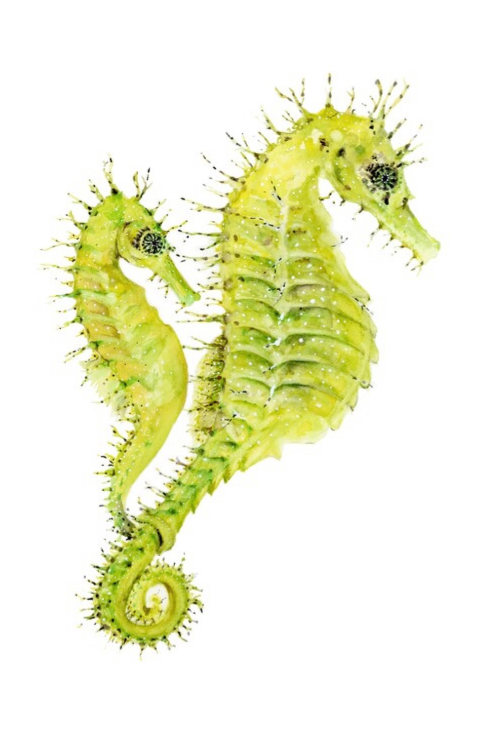 Spiny Seahorse Fine Art Print