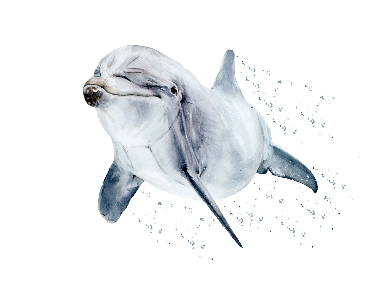 Dolphin painting popular