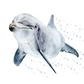 Dolphin Splash Fine Art Print