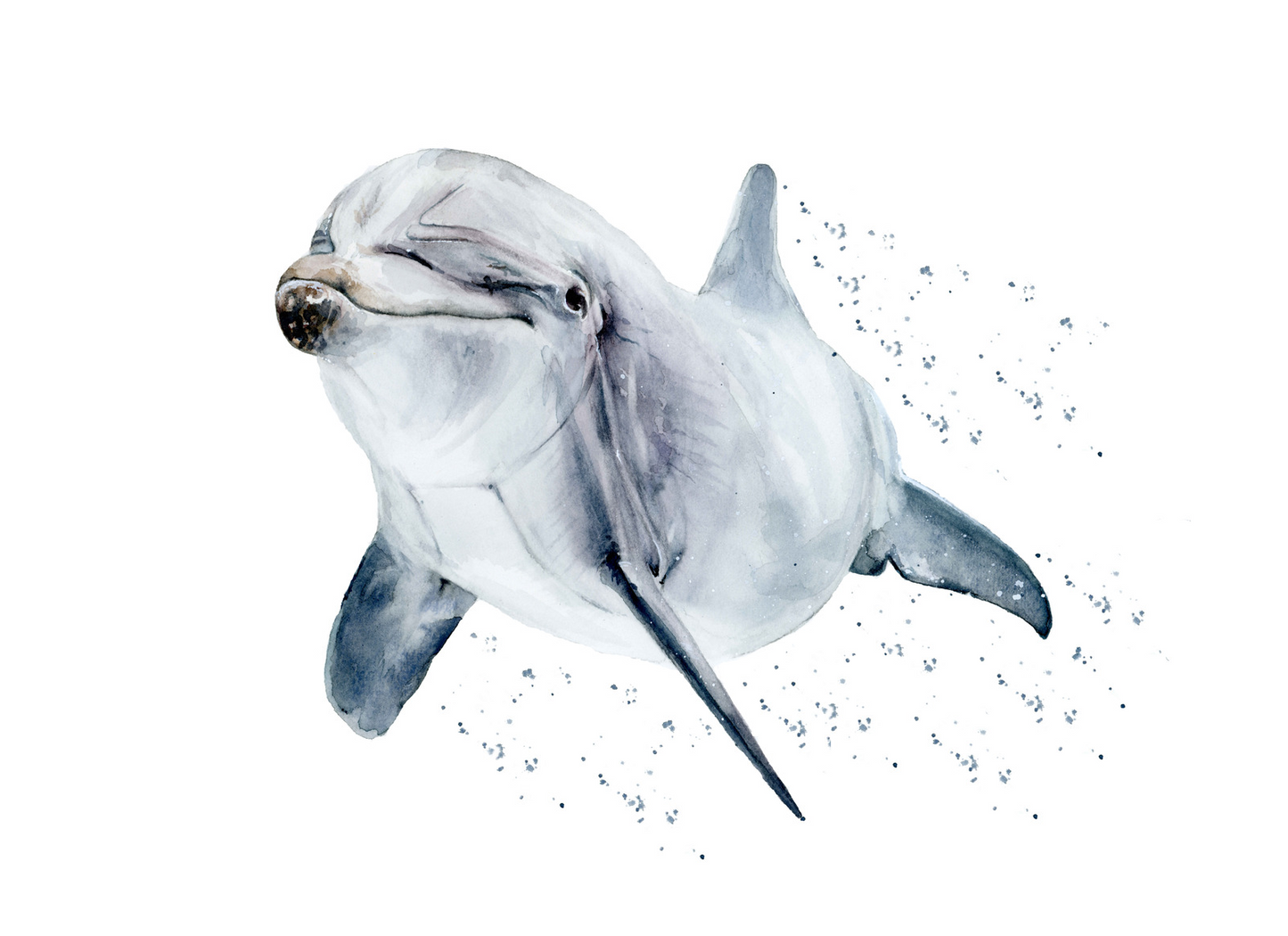 Dolphin Splash Fine Art Print