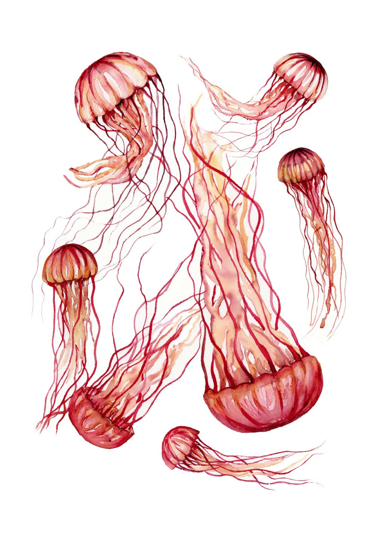 Red Jellyfish Fine Art Print