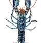 Blue lobster watercolour on a white background