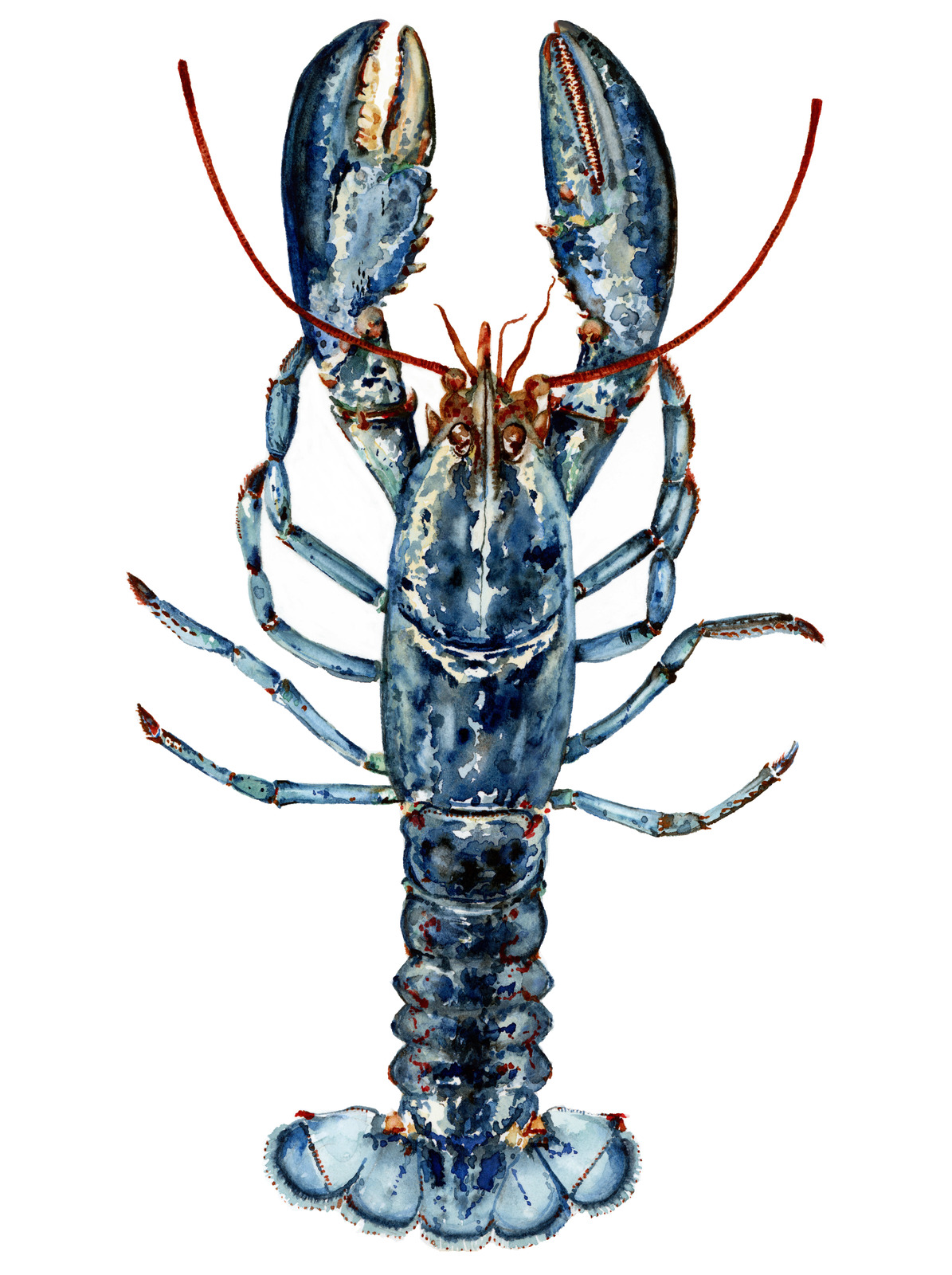 Blue lobster watercolour on a white background