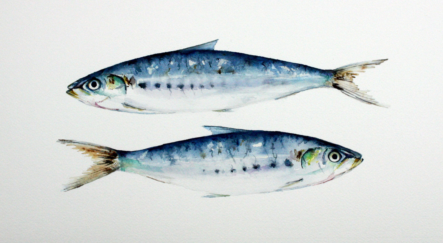 Cornish Pilchards Fine Art Print