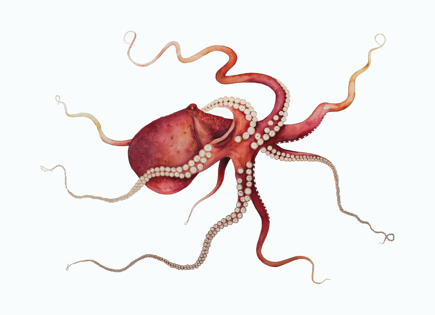 Gold Embellished Gliding Red Octopus Fine Art Print