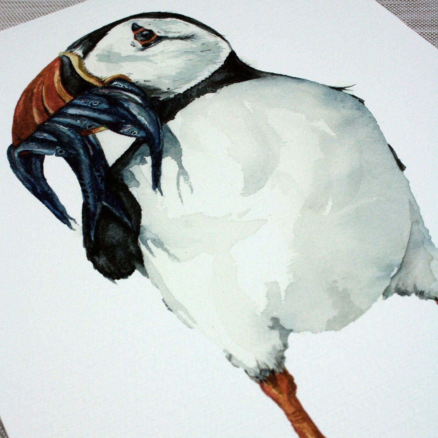 Puffin Clown of the Sea Fine Art Print